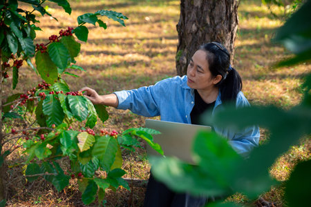 Harvest coffee bean ripe Red berries in green coffee farm sustainable quality control agriculture...