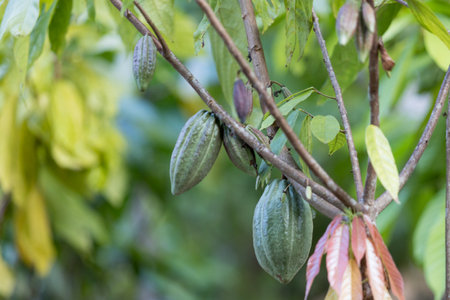 Cocoa tree with harvest agricultural business product fruit tree farm with green, yellow, orange, brown, red cocoa pod hanging on tree with ripe lush floor farmer of peopleの写真素材