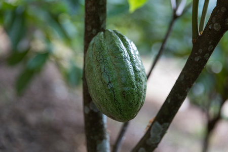 Cocoa tree with concept harvest agricultural business product fruit tree farm with green, yellow,...