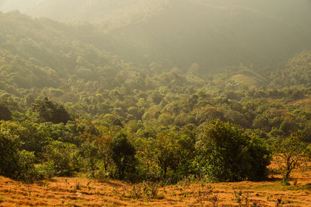 Mountain landscape. foggy morning. High angle view of trees in forest during foggy weather....