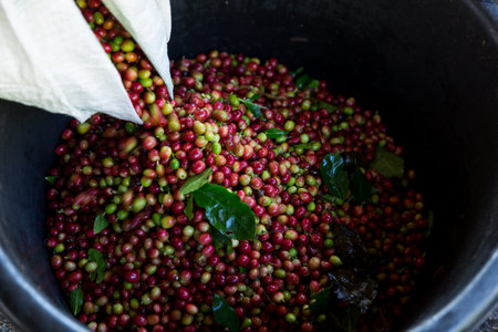 Close up hand harvest red ripe coffee seed robusta arabica berry harvesting coffee farm. Hand people...