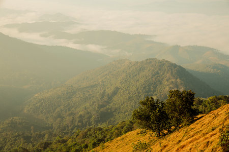 Mountain landscape. foggy morning. High angle view of trees in forest during foggy weather....