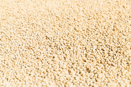 Close up hand harvest red ripe coffee seed robusta arabica berry harvesting coffee farm. Hand people harvest coffee bean ripe Red berries plant fresh seed coffee tree growth in green eco organic farmの写真素材