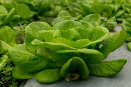 Smart farming techniques hydroponic salad vegetables red oak green lettuce ensuring fresh sustainable produce fresh produce sustainable agriculture promotes healthy eating support local community.の写真素材