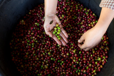 Close up hand harvest red ripe coffee seed robusta arabica berry harvesting coffee farm. Hand people...