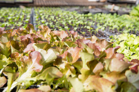 Smart farming techniques hydroponic salad vegetables red oak green lettuce ensuring fresh sustainable produce fresh produce sustainable agriculture promotes healthy eating support local community.の写真素材
