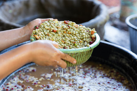 Close up hand harvest red ripe coffee seed robusta arabica berry harvesting coffee farm. Hand people harvest coffee bean ripe Red berries plant fresh seed coffee tree growth in green eco organic farmの写真素材