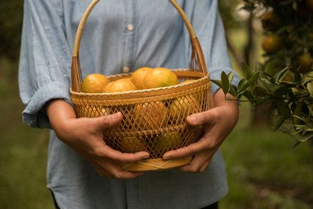 Business farm ripe orange concept farmer hand pick nature fruit citrus orchard mandarin tree growing organic lush leaves background green vibrant garden crop leaf laden branches plant close up growthの写真素材