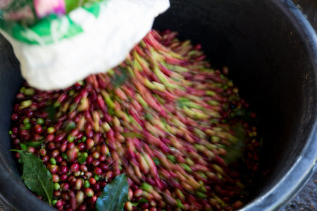Close up hand harvest red ripe coffee seed robusta arabica berry harvesting coffee farm. Hand people harvest coffee bean ripe Red berries plant fresh seed coffee tree growth in green eco organic farmの写真素材