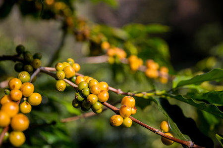 Farmer concept harvest ripe coffee seed robusta arabica berry close up fresh green leaf bean picking...