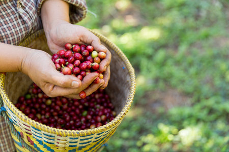 Close up hand harvest red ripe coffee seed berry harvesting coffee farm. Hand people harvest coffee bean ripe Red berries plant fresh seed coffee tree growth in green eco organic farmの写真素材
