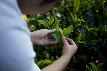 Business concept centers around fresh green tea reap background leaves organic farm with banner lush garden healthy plant tree leaves eco herbal farmer blur leaf plantation Freshness herbal naturalの写真素材