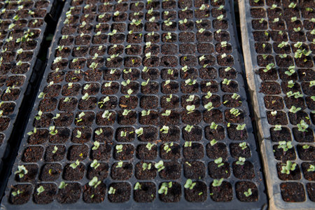 Smart farming seedling green plant pot ensuring techniques hydroponic salad vegetables fresh sustainable produce agriculture promotes healthy eating support farmer living local community non gmoの写真素材
