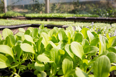 Smart farming seedling green plant pot ensuring techniques hydroponic salad vegetables fresh sustainable produce agriculture promotes healthy eating support farmer living local community non gmoの写真素材