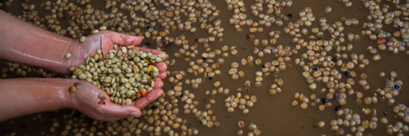 Farmer concept hand harvest ripe coffee seed robusta arabica berry close up fresh green leaf bean picking orange crop red yellow berries raw plant tree farm growth blur background eco organic gardenの写真素材
