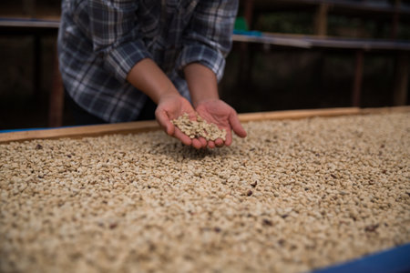 Farmer hand harvest ripe coffee seed robusta arabica berry close up fresh green leaf bean picking...