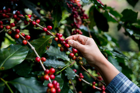 Farmer concept hand harvest ripe coffee seed robusta arabica berry close up fresh green leaf bean picking orange crop red yellow berries raw plant tree farm growth blur background eco organic gardenの写真素材