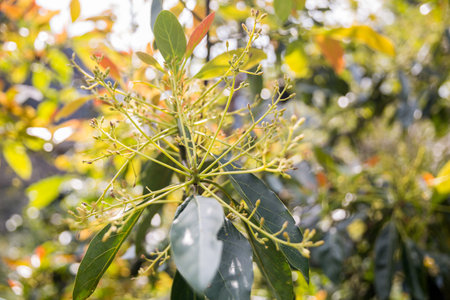 Smart avocado farming techniques hydroponic salad vegetables green ensuring fresh sustainable produce blur agriculture promotes healthy eating support farmer living local community hand pickの写真素材