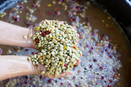 Close up hand harvest red ripe coffee seed robusta arabica berry harvesting coffee farm. Hand people...