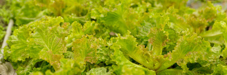 Smart farming techniques hydroponic salad vegetables red oak green lettuce ensuring fresh sustainable produce fresh produce sustainable agriculture promotes healthy eating support local community.の写真素材