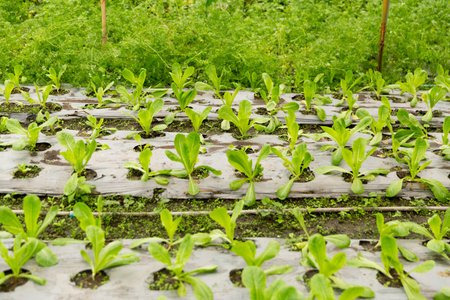 Smart farming techniques hydroponic salad vegetables red oak green lettuce ensuring fresh sustainable produce fresh produce sustainable agriculture promotes healthy eating support local community.の写真素材