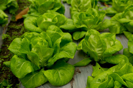 Smart farming techniques hydroponic salad vegetables red oak green lettuce ensuring fresh sustainable produce fresh produce sustainable agriculture promotes healthy eating support local community.の写真素材