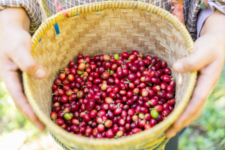 Close up hand harvest red ripe coffee seed robusta arabica berry harvesting coffee farm. Hand people harvest coffee bean ripe Red berries plant fresh seed coffee tree growth in green eco organic farmの写真素材