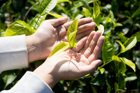 Business concept centers around fresh green tea reap background leaves organic farm with banner lush garden healthy plant tree leaves eco herbal farmer blur leaf plantation Freshness herbal naturalの写真素材