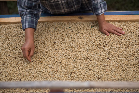 Farmer hand harvest ripe coffee seed berry close up fresh green leaf bean picking orange crop red yellow berries raw plant tree farm growth blur background eco organic gardenの写真素材
