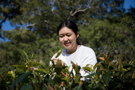 Business concept centers around fresh green tea leaves organic farm with banner lush garden healthy plant tree leaves eco herbal blur leaf plantation Freshness herbal naturalの写真素材
