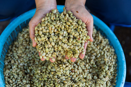 Close up hand harvest red ripe coffee seed robusta arabica berry harvesting coffee farm. Hand people harvest coffee bean ripe Red berries plant fresh seed coffee tree growth in green eco organic farmの写真素材