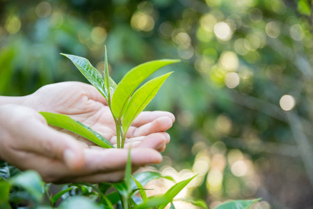 Business concept centers around fresh green tea reap background leaves organic farm with banner lush garden healthy plant tree leaves eco herbal farmer blur leaf plantation Freshness herbal naturalの写真素材