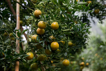 Business farm orange concept nature fruit citrus orchard mandarin tree growing, vibrant organic lush leaves background farmer green garden crop leaf ripe laden branches plant close up farming growth.の写真素材