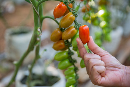 Smart farming techniques hydroponic salad vegetables technology tomato red green ensuring fresh sustainable produce agriculture promotes healthy eating support farmer living local community non gmoの写真素材