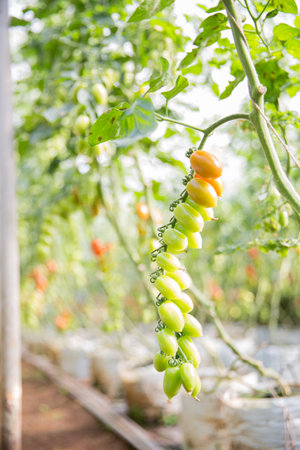 Smart farming techniques hydroponic salad vegetables technology tomato red green ensuring fresh sustainable produce agriculture promotes healthy eating support farmer living local community non gmoの写真素材