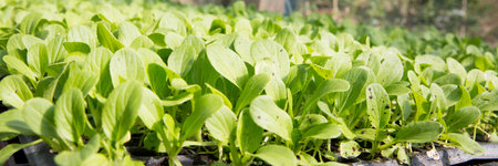 Smart farming seedling green plant pot ensuring techniques hydroponic salad vegetables fresh sustainable produce agriculture promotes healthy eating support farmer living local community non gmoの写真素材