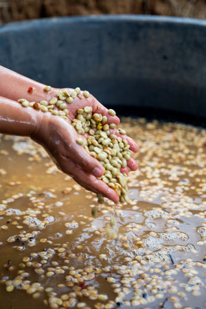 Farmer hand harvest ripe coffee seed robusta arabica berry close up fresh green leaf bean picking orange crop red yellow berries raw plant tree farm growth blur background eco organic gardenの写真素材