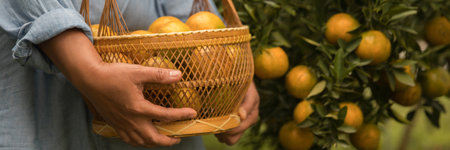 Business farm ripe orange concept farmer hand pick nature fruit citrus orchard mandarin tree growing organic lush leaves background green vibrant garden crop leaf laden branches plant close up growthの写真素材