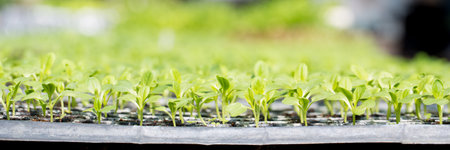 Smart farming seedling green plant pot ensuring techniques hydroponic salad vegetables fresh sustainable produce agriculture promotes healthy eating support farmer living local community non gmoの写真素材