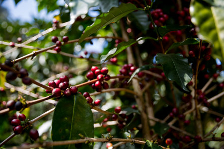 Farmer concept harvest ripe coffee seed robusta arabica berry close up fresh green leaf bean picking orange crop red yellow berries raw plant tree smart farm growth blur background eco organic gardenの写真素材
