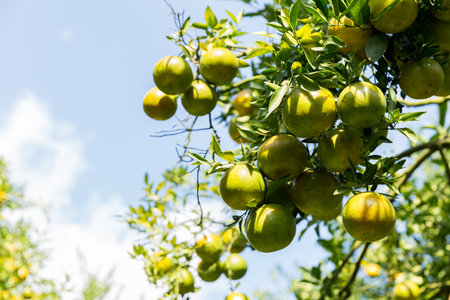 Business concept nature revolves around citrus orchard orange tree are growing, vibrant fruit organic lush leaves creating stunning background, green garden of thriving crop ripe laden with branchesの写真素材