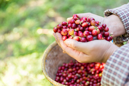 Close up hand harvest red ripe coffee seed robusta arabica berry harvesting coffee farm. Hand people harvest coffee bean ripe Red berries plant fresh seed coffee tree growth in green eco organic farmの写真素材