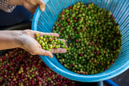 Close up hand harvest red ripe coffee seed robusta arabica berry harvesting coffee farm. Hand people harvest coffee bean ripe Red berries plant fresh seed coffee tree growth in green eco organic farmの写真素材