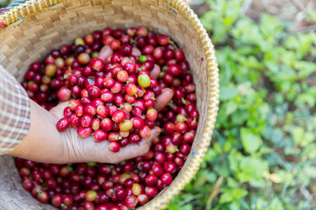 Close up hand harvest red ripe coffee seed robusta arabica berry harvesting coffee farm. Hand people harvest coffee bean ripe Red berries plant fresh seed coffee tree growth in green eco organic farmの写真素材
