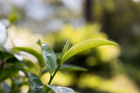 Business concept centers around fresh green tea reap background leaves organic farm with banner lush garden healthy plant tree leaves eco herbal farmer blur leaf plantation Freshness herbal naturalの写真素材