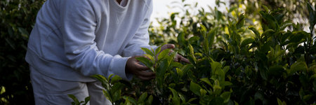 Business concept centers around fresh green tea reap background leaves organic farm with banner lush garden healthy plant tree leaves eco herbal farmer blur leaf plantation Freshness herbal naturalの写真素材