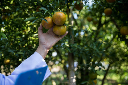 Business farm ripe orange concept farmer hand pick nature fruit citrus orchard mandarin tree growing organic lush leaves background green vibrant garden crop leaf laden branches plant close up growthの写真素材