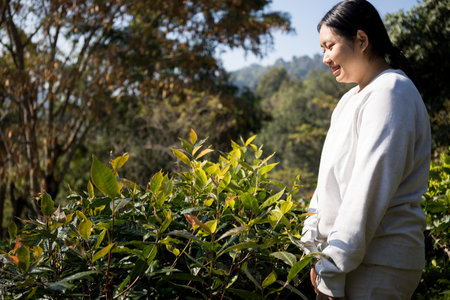 Business concept centers around fresh green tea reap background leaves organic farm with banner lush garden healthy plant tree leaves eco herbal farmer blur leaf plantation Freshness herbal naturalの写真素材
