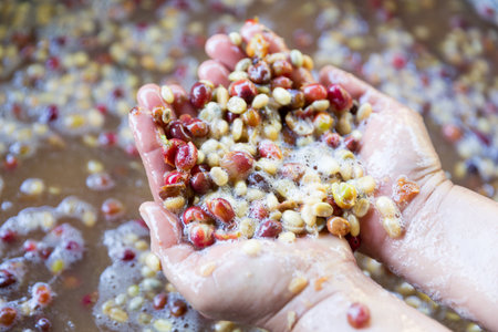 Close up hand harvest red ripe coffee seed berry harvesting coffee farm. Hand people harvest coffee bean ripe Red berries plant fresh seed coffee tree growth in green eco organic farmの写真素材