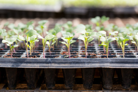 Smart farming seedling green plant pot ensuring techniques hydroponic salad vegetables fresh sustainable produce agriculture promotes healthy eating support farmer living local community non gmoの写真素材